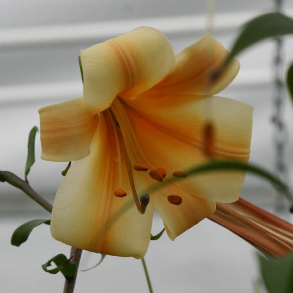 Giglio regale ibrido African Queen