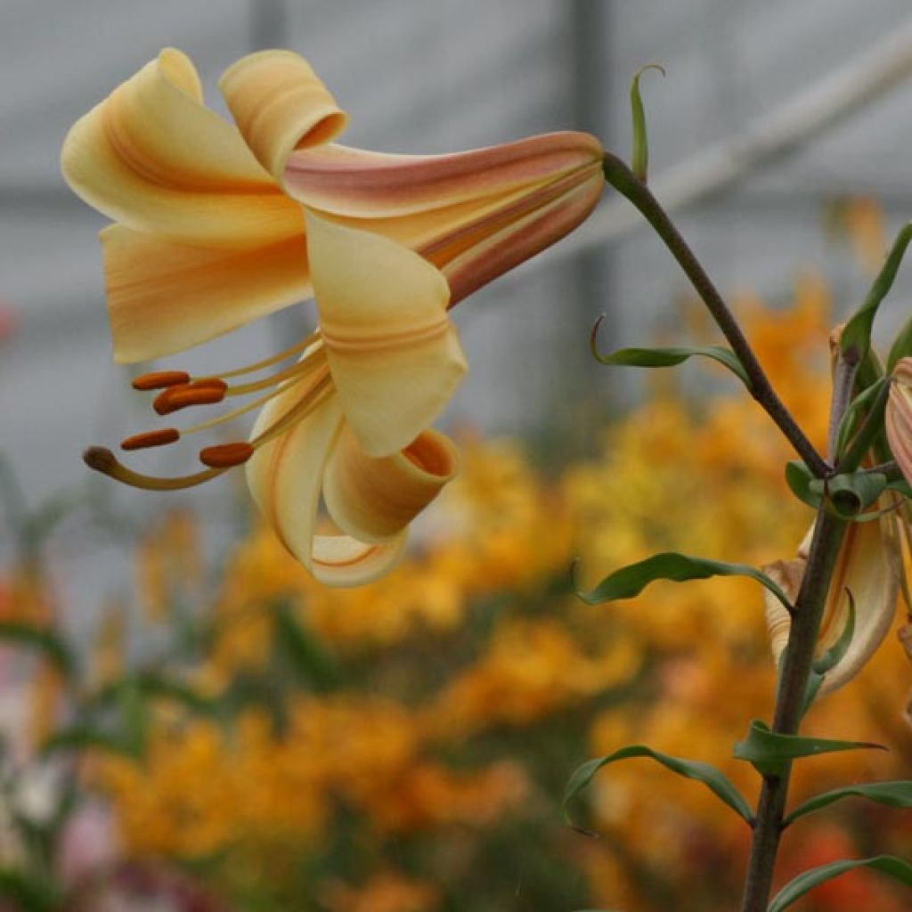 Giglio regale ibrido African Queen