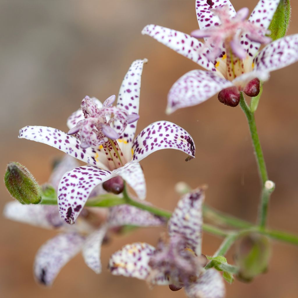 Tricyrtis hirta Albomarginata