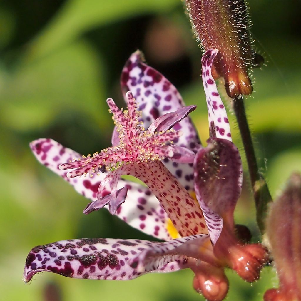 Tricyrtis hirta Albomarginata