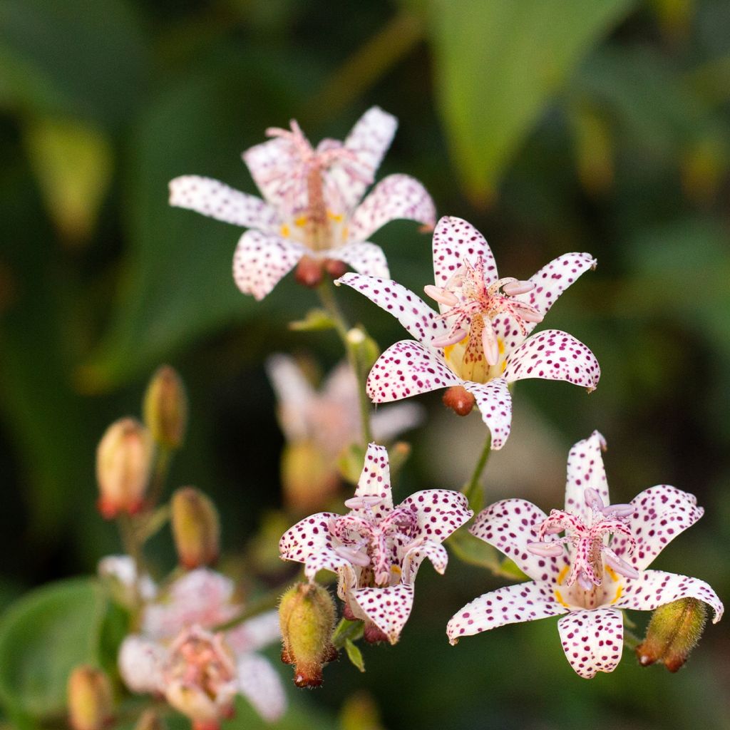 Tricyrtis hirta Albomarginata