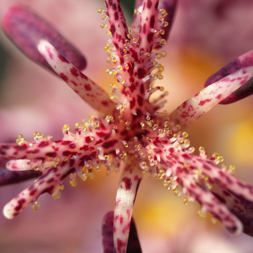 Tricyrtis hirta Albomarginata