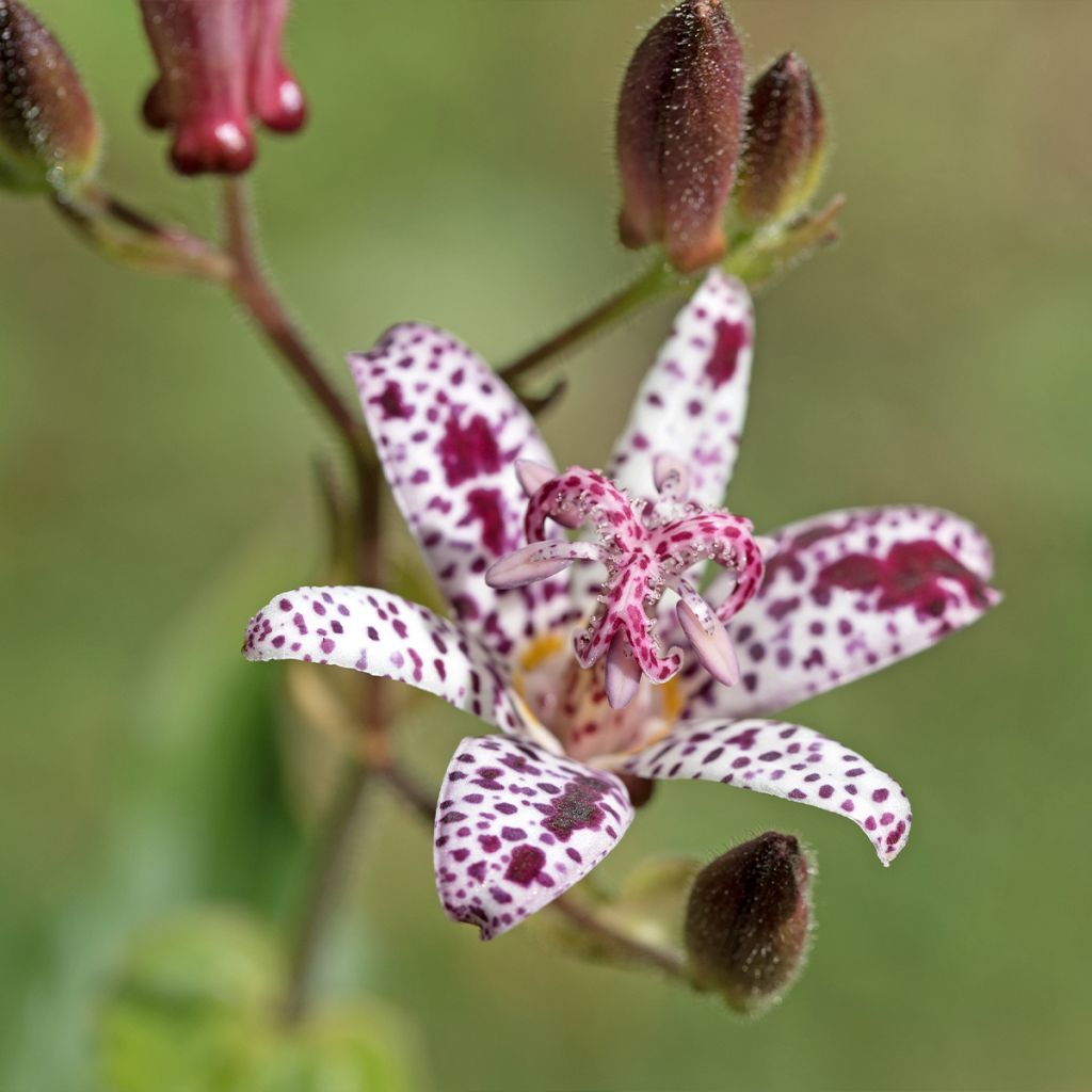 Tricyrtis hirta Albomarginata