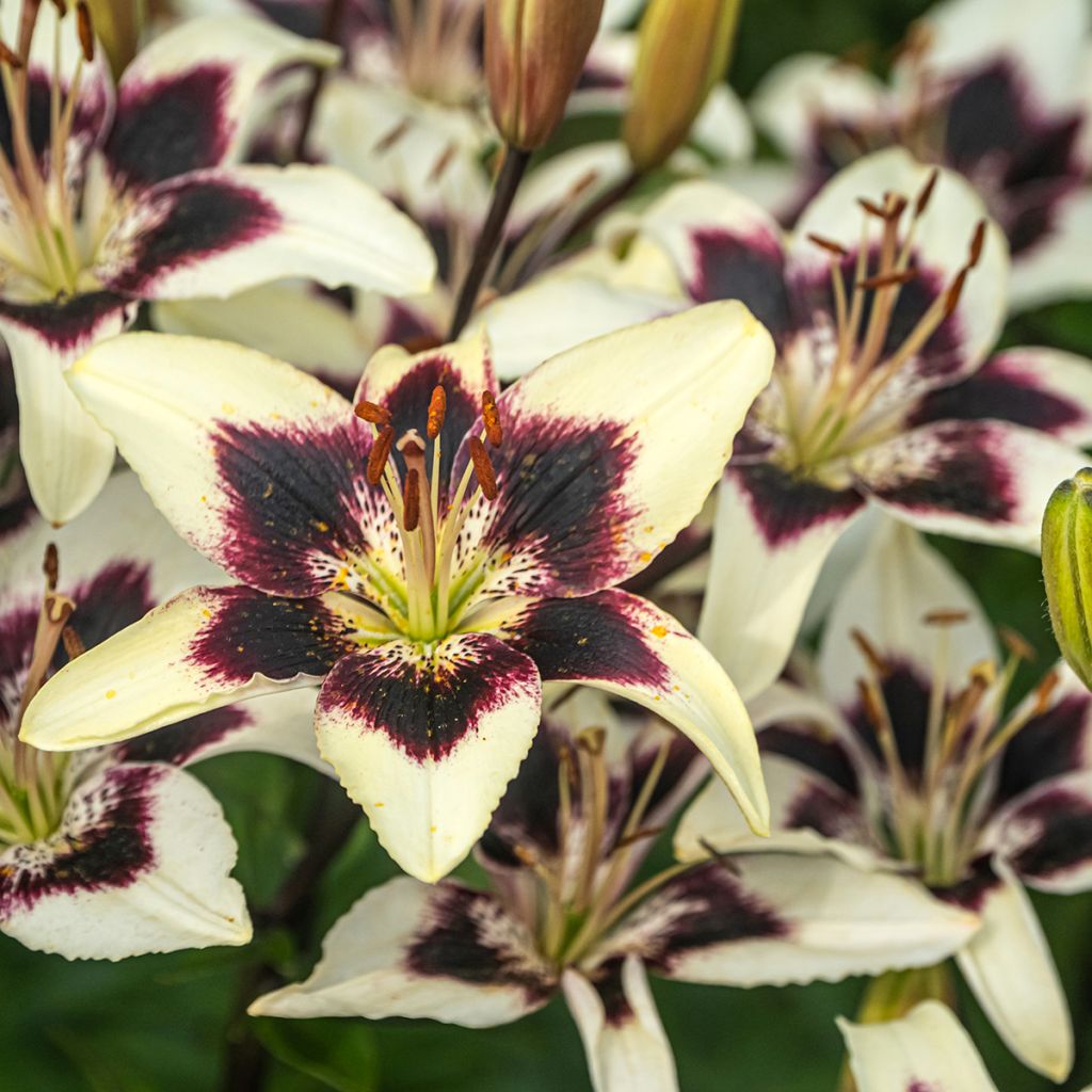 Giglio ibrido Netty's pride