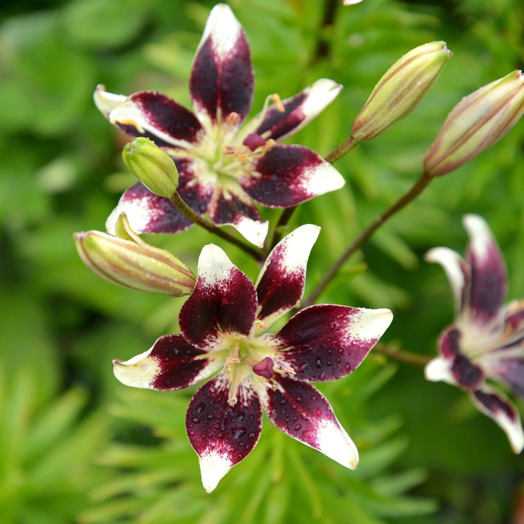 Giglio ibrido Netty's pride