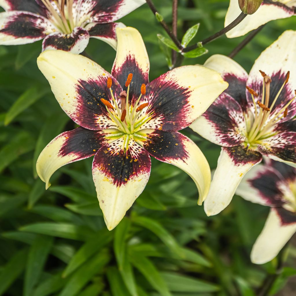 Giglio ibrido Netty's pride