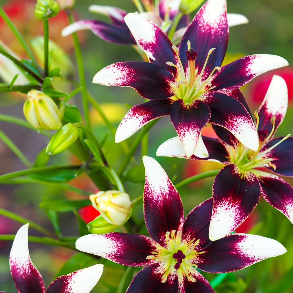 Giglio ibrido Netty's pride