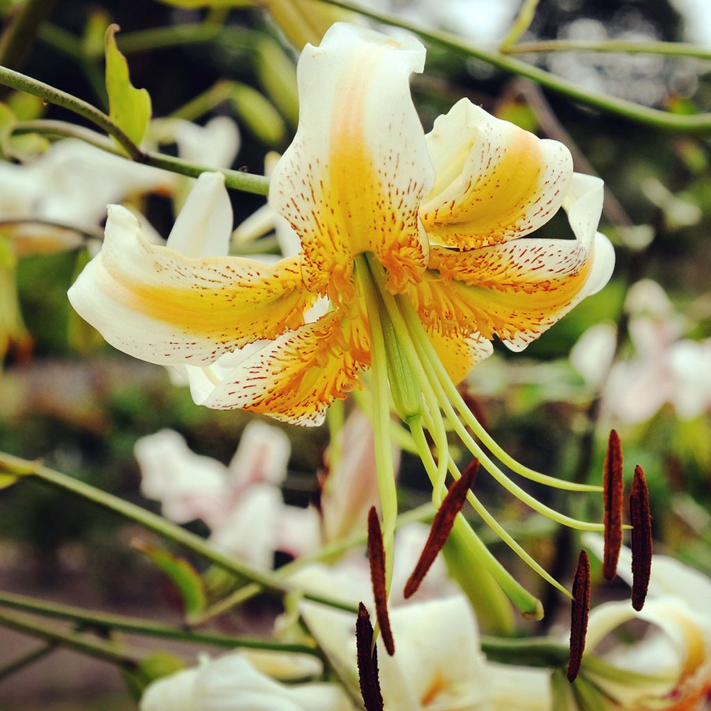 Lilium henryi Lady Alice - Giglio ibrido