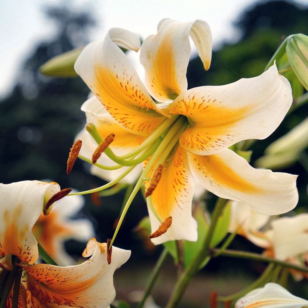 Lilium henryi Lady Alice - Giglio ibrido
