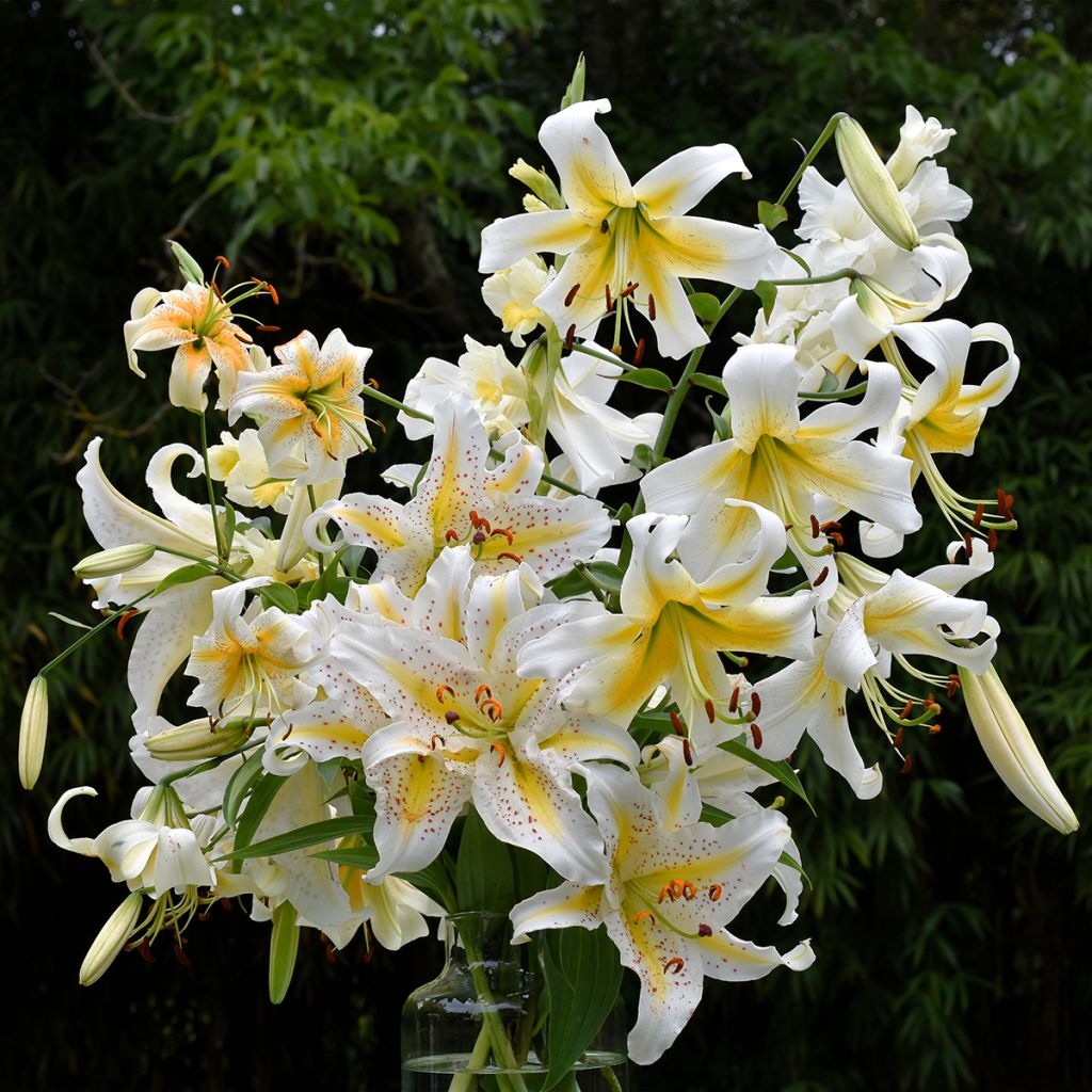 Lilium henryi Lady Alice - Giglio ibrido
