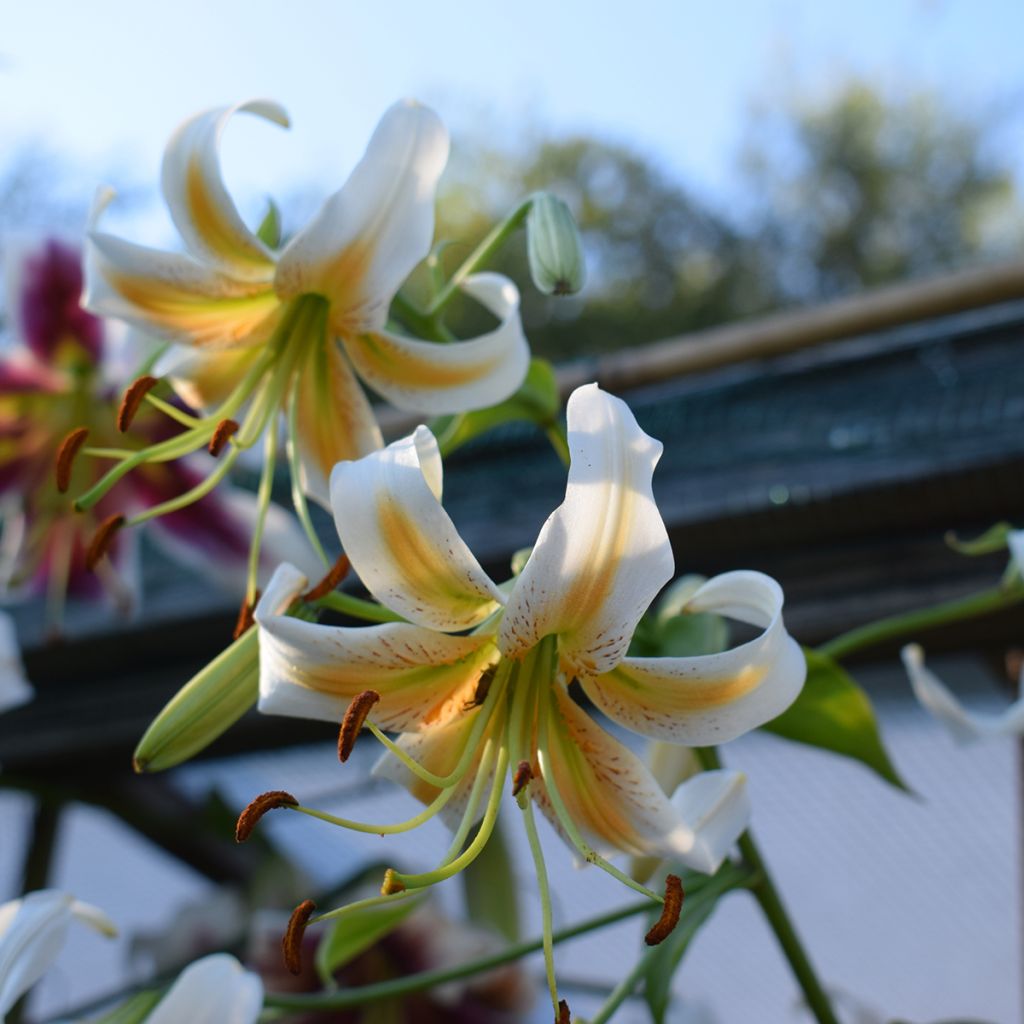 Lilium henryi Lady Alice - Giglio ibrido