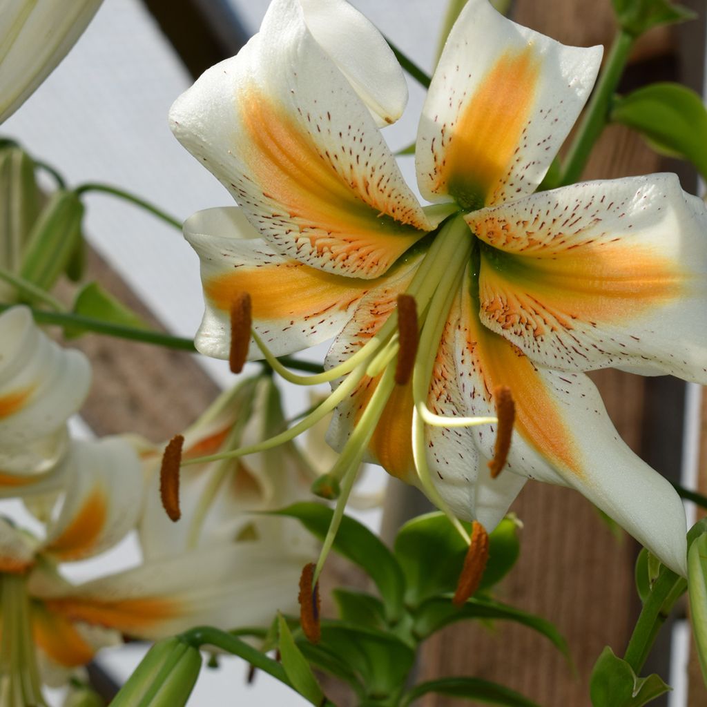 Lilium henryi Lady Alice - Giglio ibrido