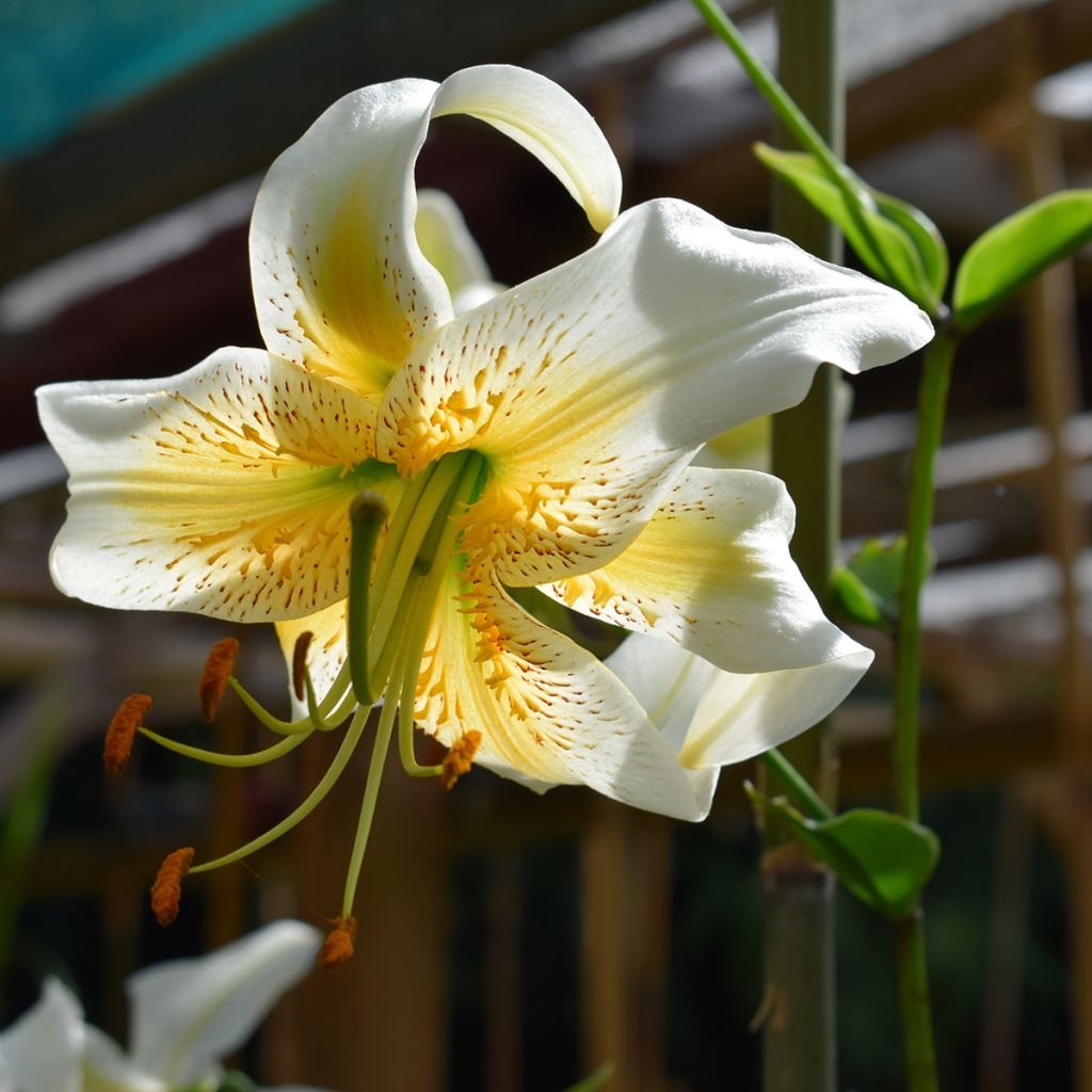 Lilium henryi Lady Alice - Giglio ibrido