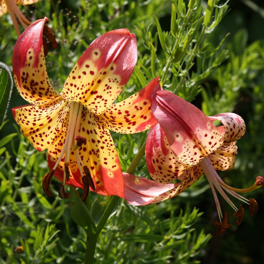 Lilium pardalinum - Giglio leopardo