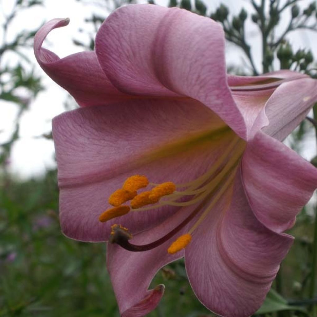 Giglio a tromba Pink Perfection