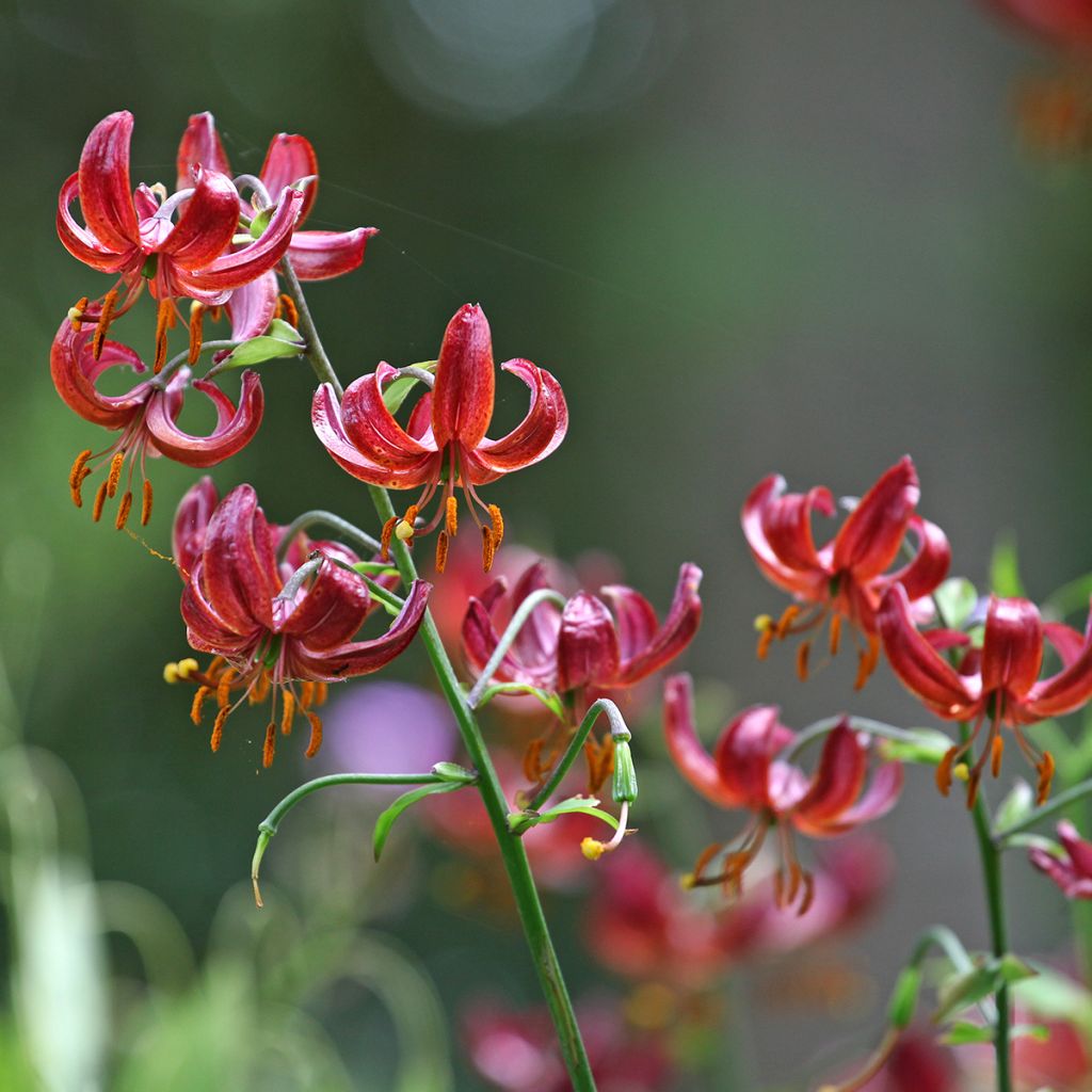 Lis martagon Claude Shride