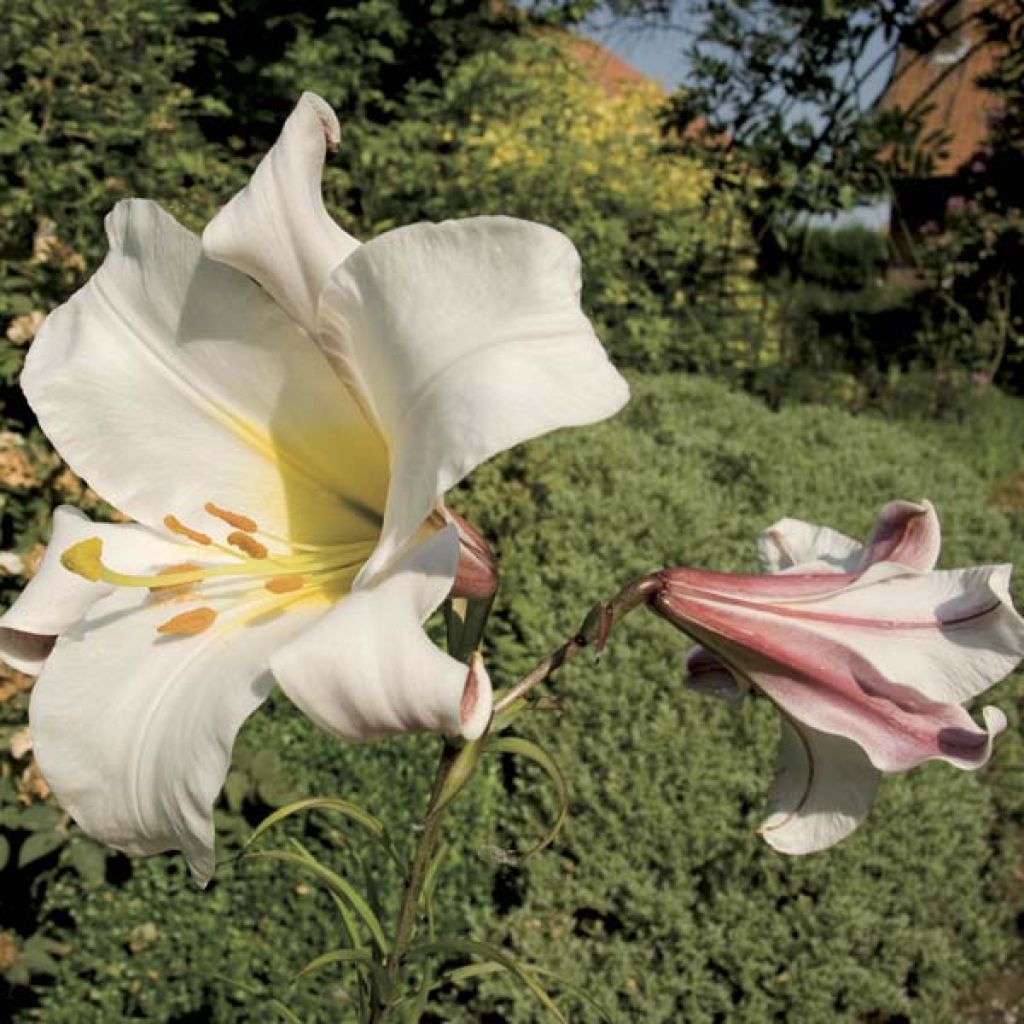 Lilium regale - Giglio regale