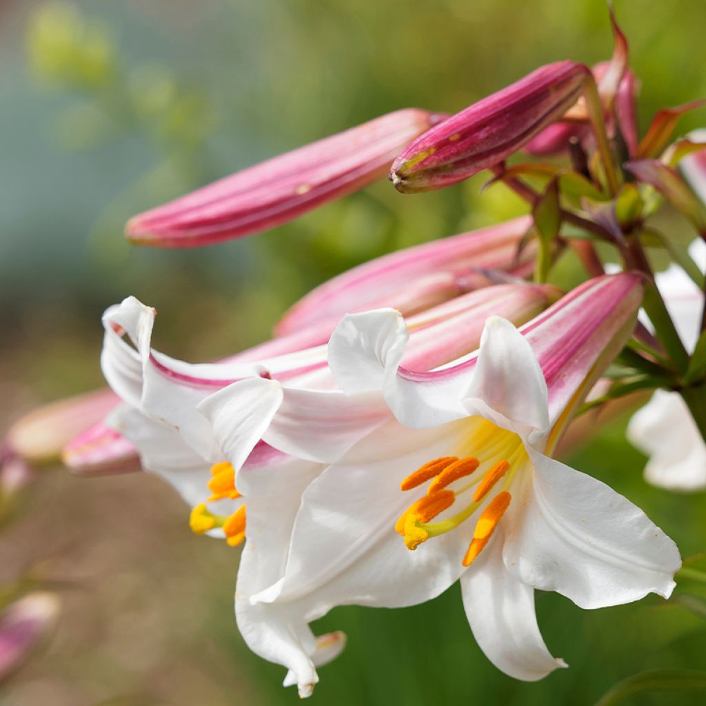 Lilium regale - Giglio regale