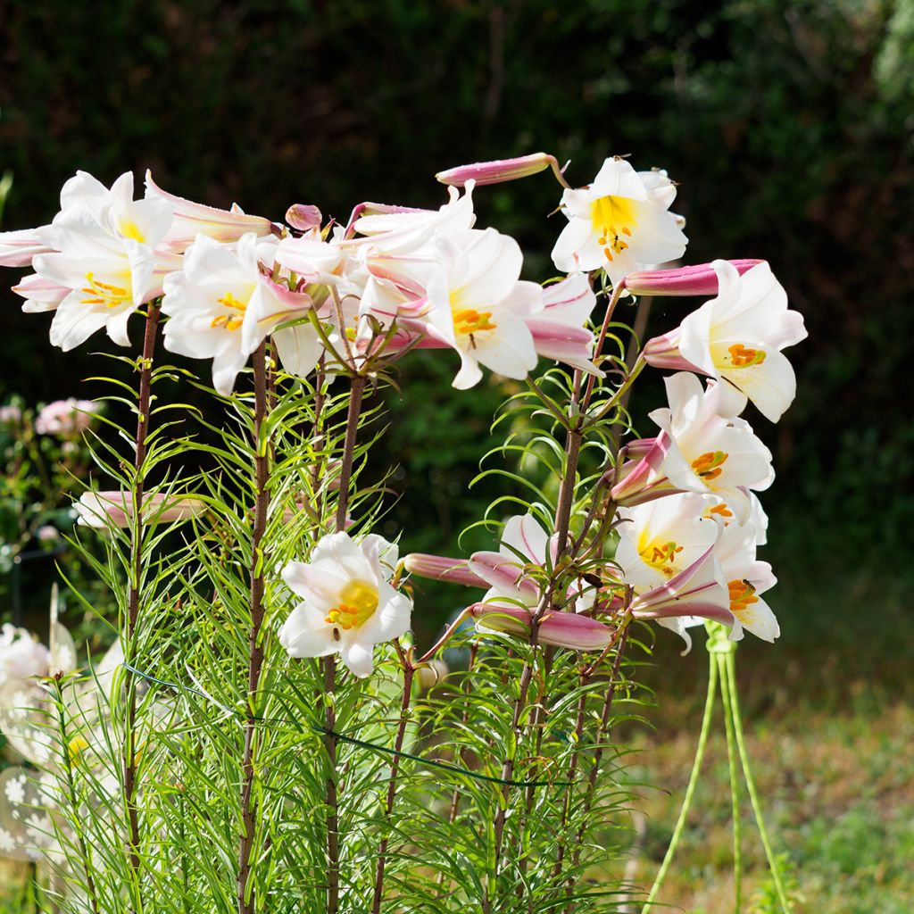 Lilium regale - Giglio regale