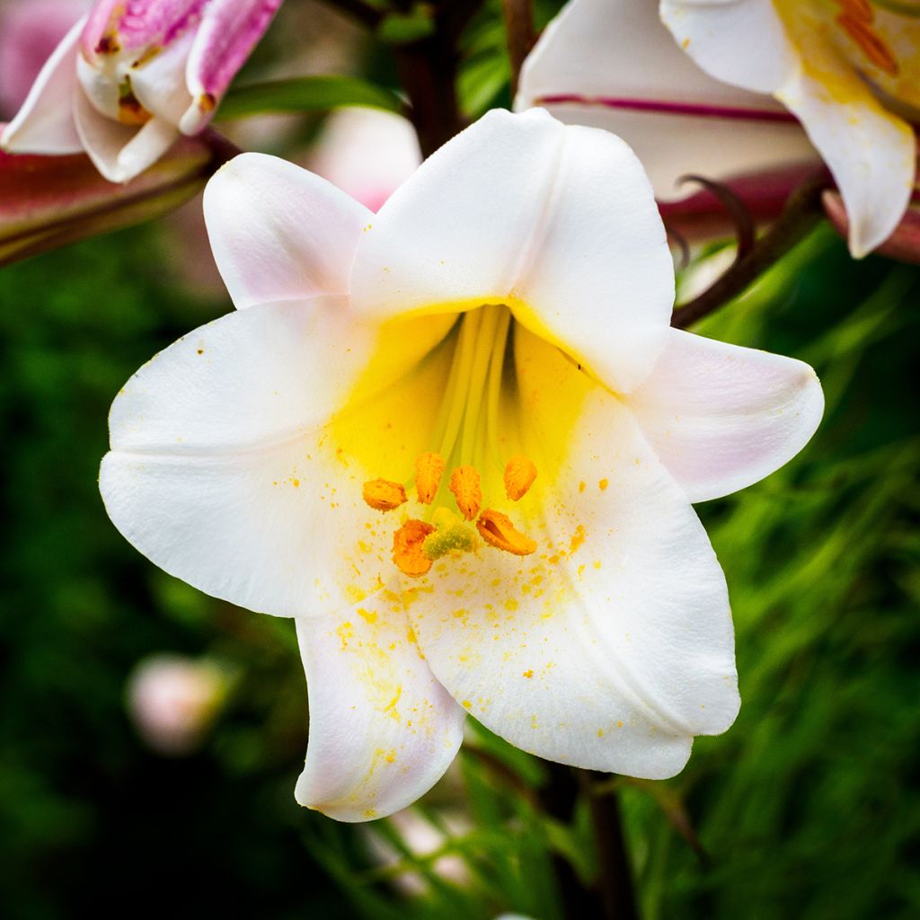 Lilium regale - Giglio regale