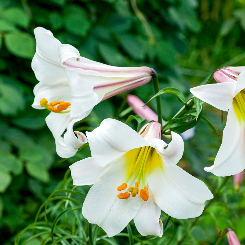 Lilium regale - Giglio regale