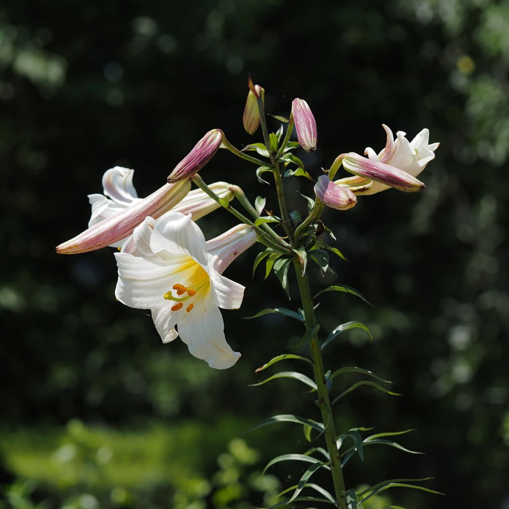 Lilium regale - Giglio regale