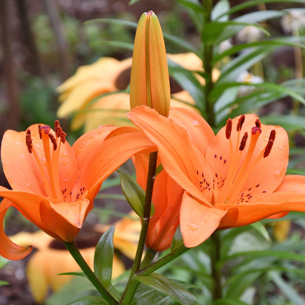 Giglio asiatico Tresor