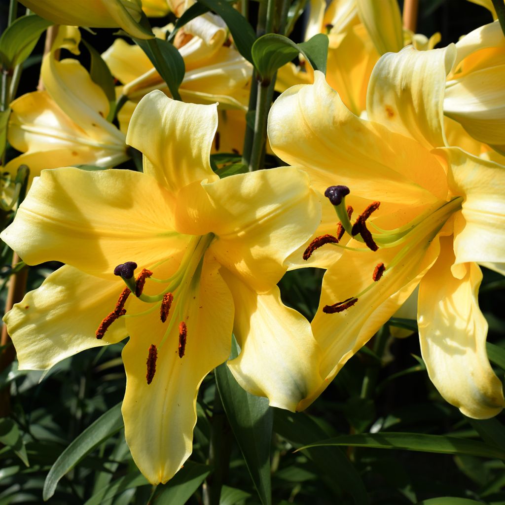 Giglio orientale ibrido Corcovado