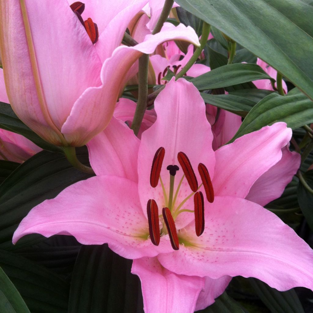 Giglio orientale ibrido Mistero