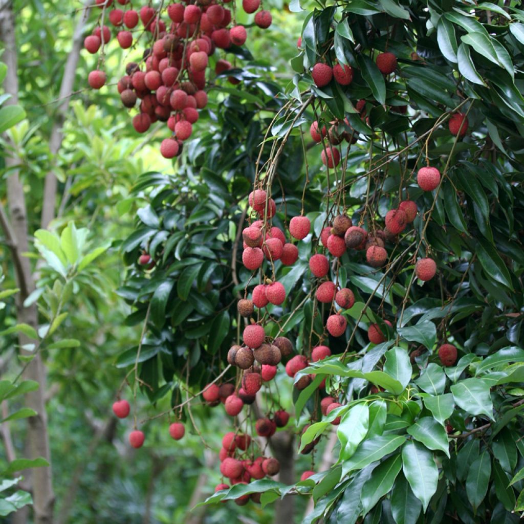 Litchi chinensis Kwai May Pink