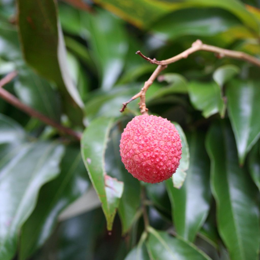 Litchi chinensis Kwai May Pink