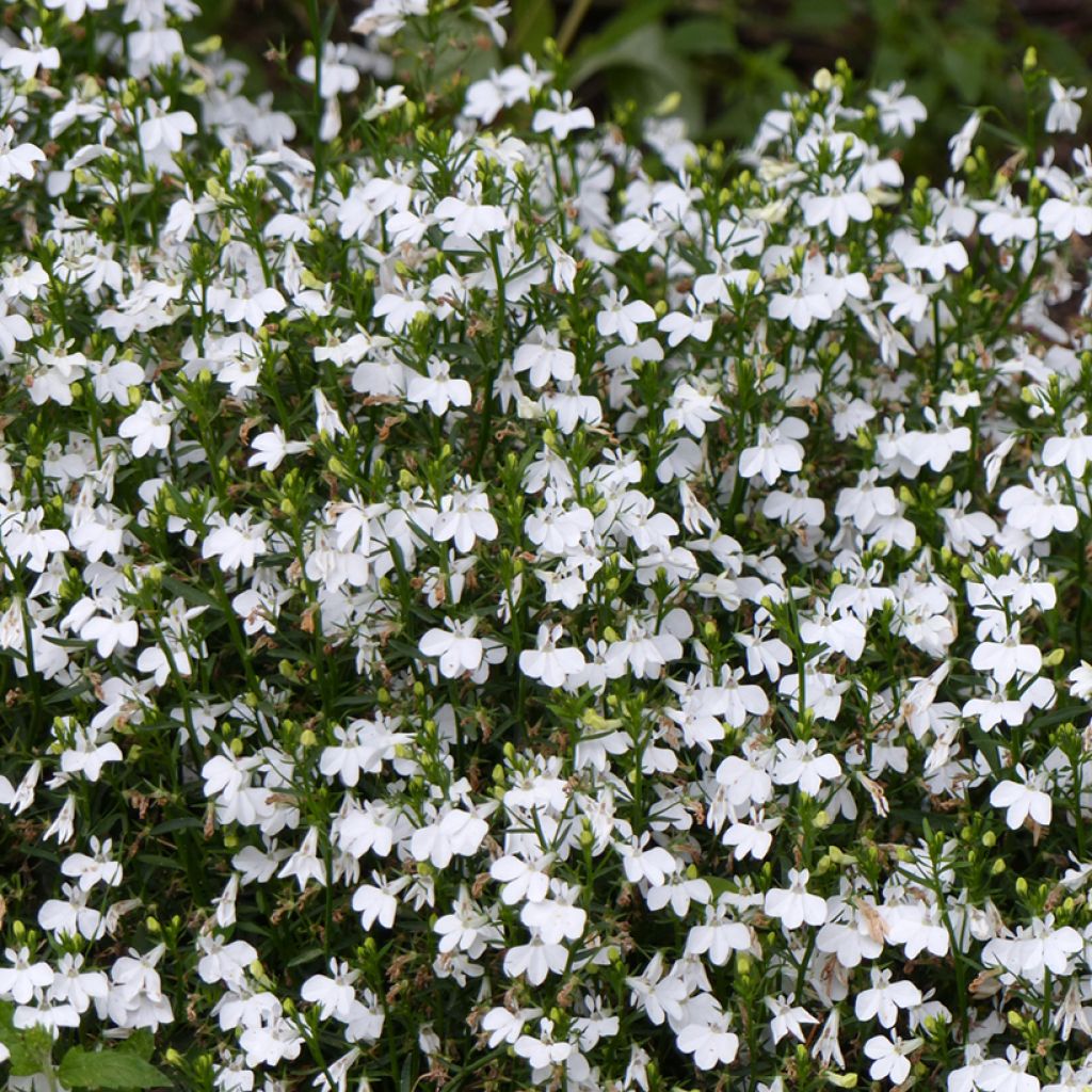 Lobelia White Lady