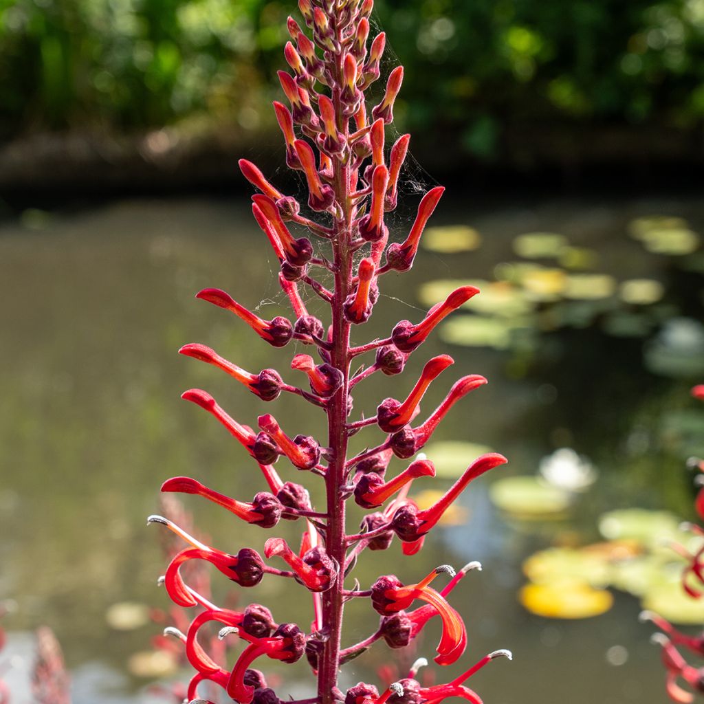 Lobelia tupa - Lobelia