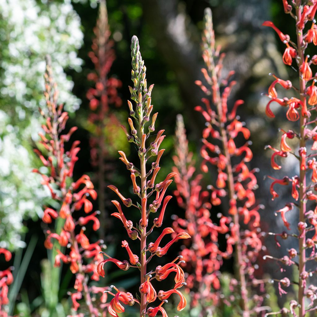 Lobelia tupa - Lobelia