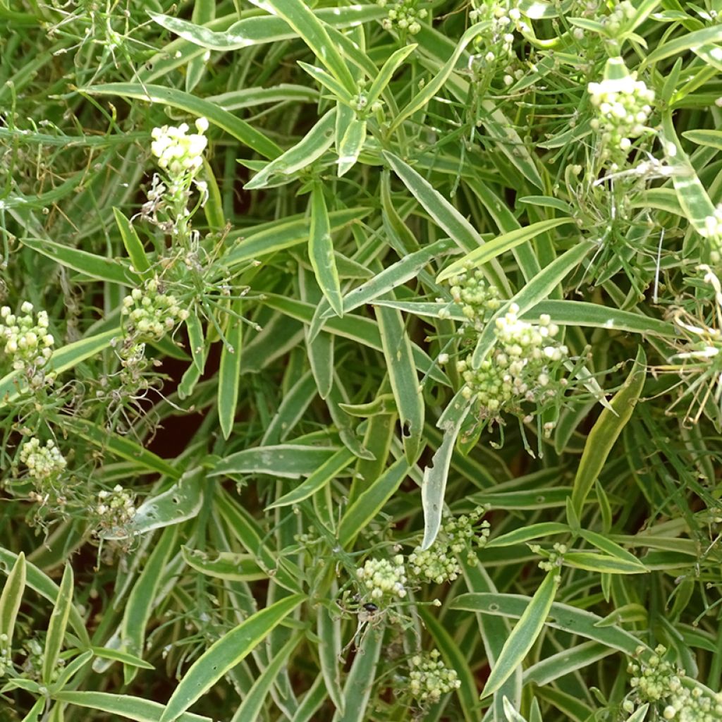 Lobularia maritima Primavera Princess - Alisso marittimo