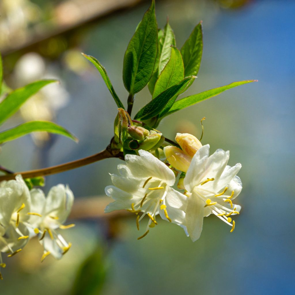 Lonicera fragrantissima - Caprifoglio odoroso