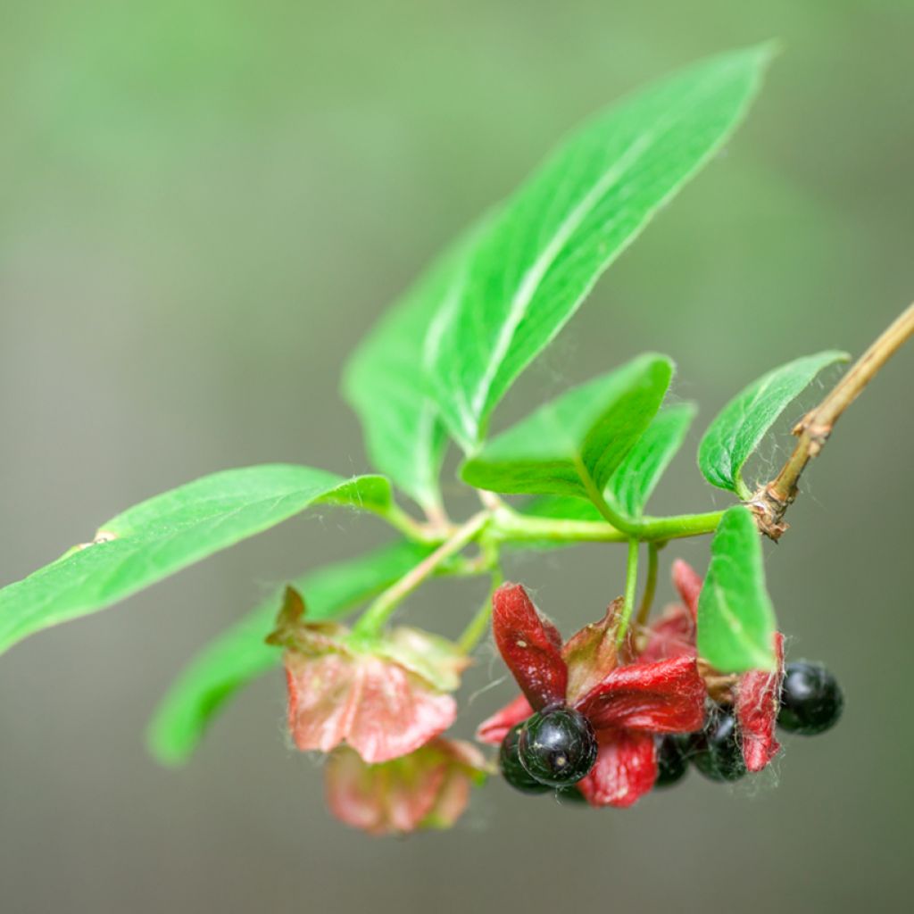 Lonicera involucrata var. ledebourii - Caprifoglio