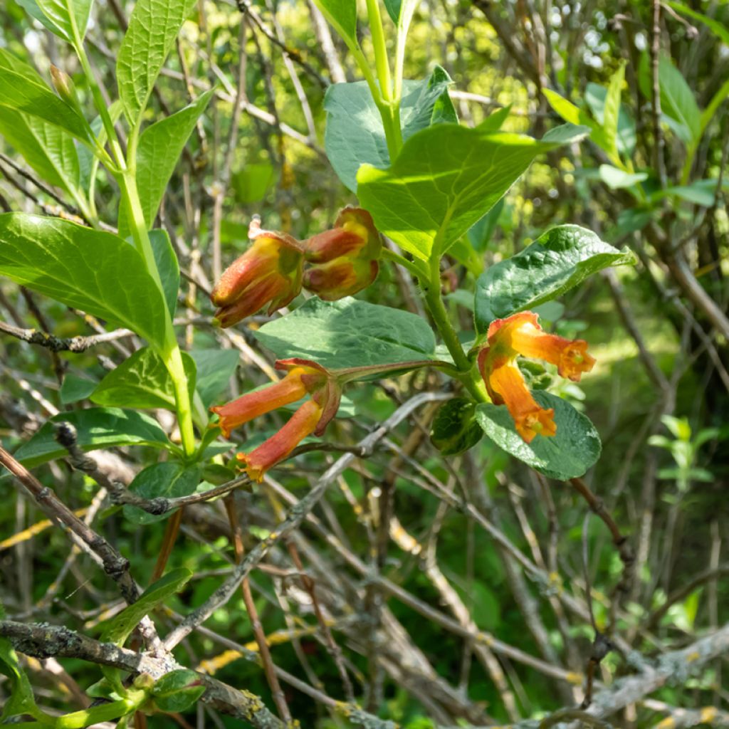 Lonicera involucrata var. ledebourii - Caprifoglio