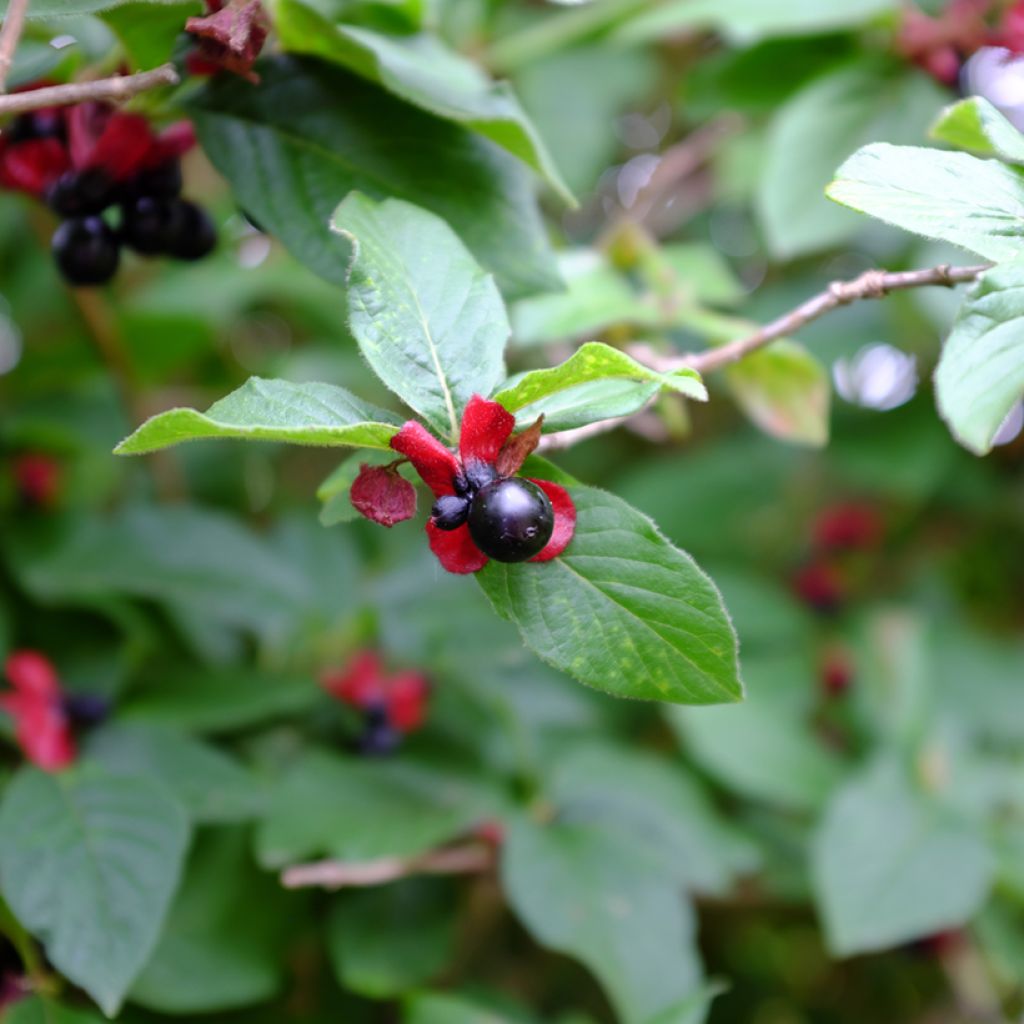 Lonicera involucrata var. ledebourii - Caprifoglio