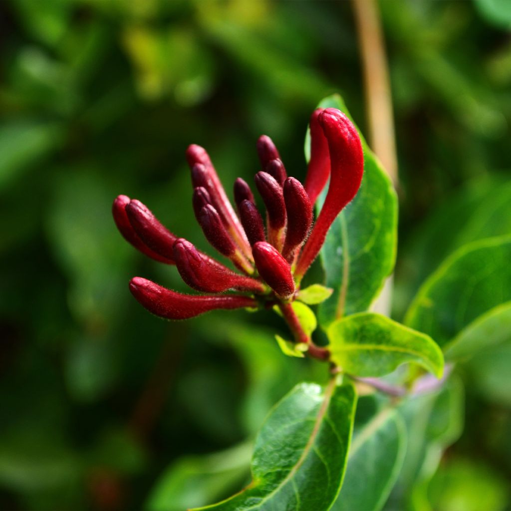 Lonicera japonica Dart's world - Caprifoglio giapponese