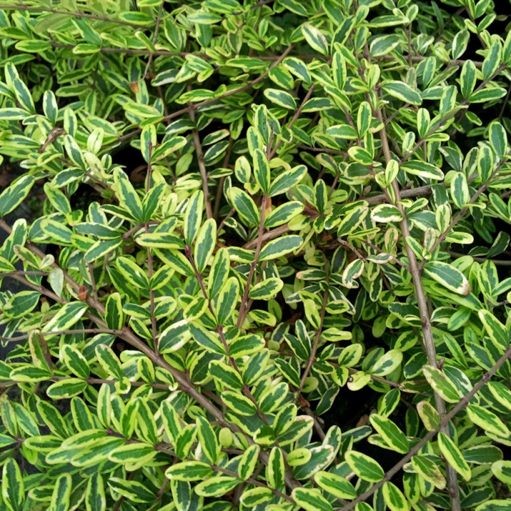 Lonicera nitida Lemon Beauty