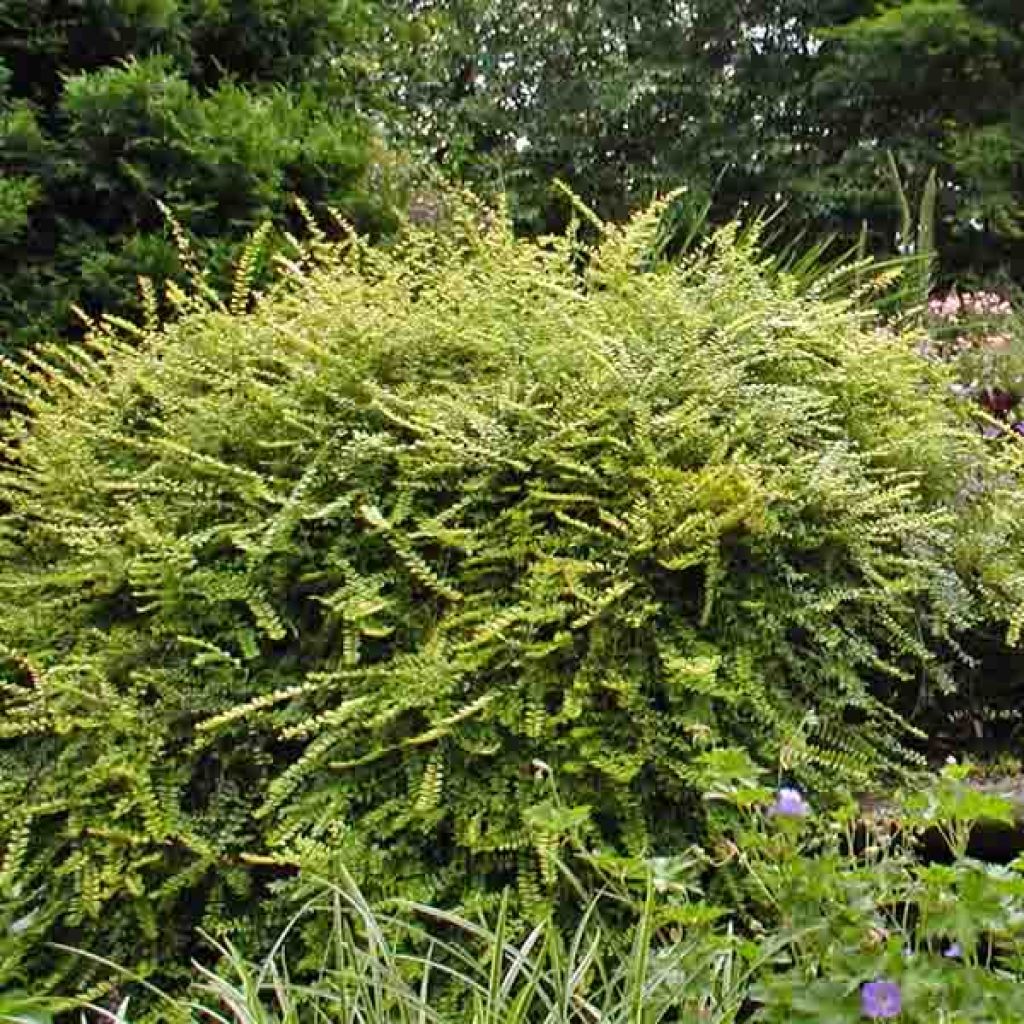 Lonicera nitida Baggesen's Gold