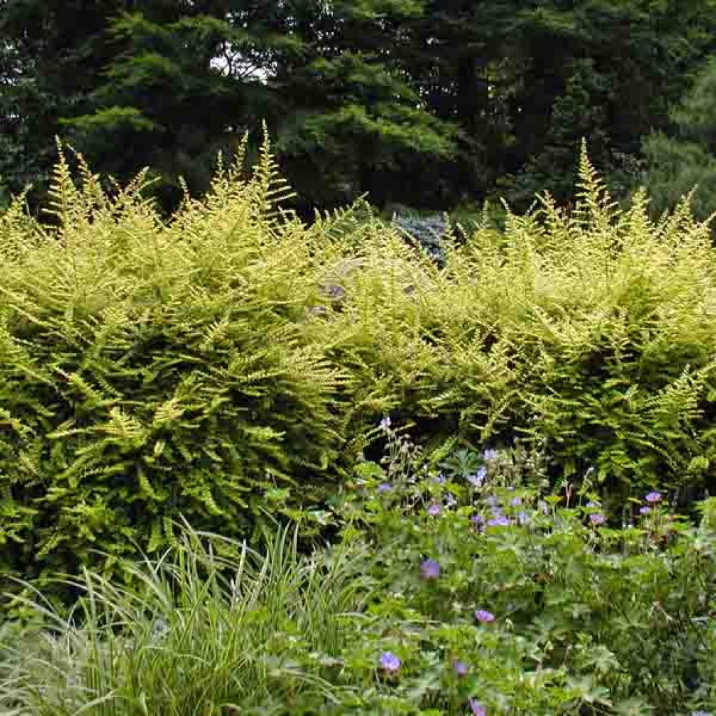 Lonicera nitida Baggesen's Gold