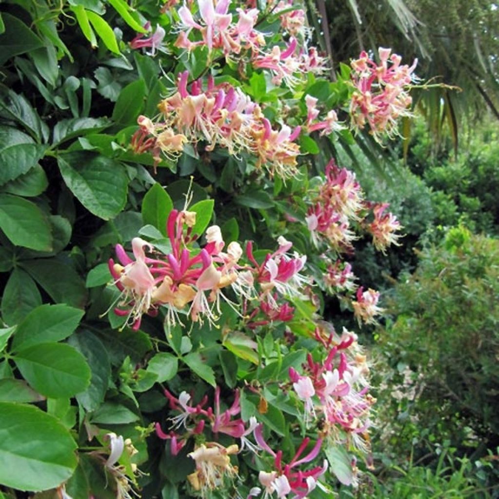 Lonicera periclymenum Belgica Select - Caprifoglio atlantico