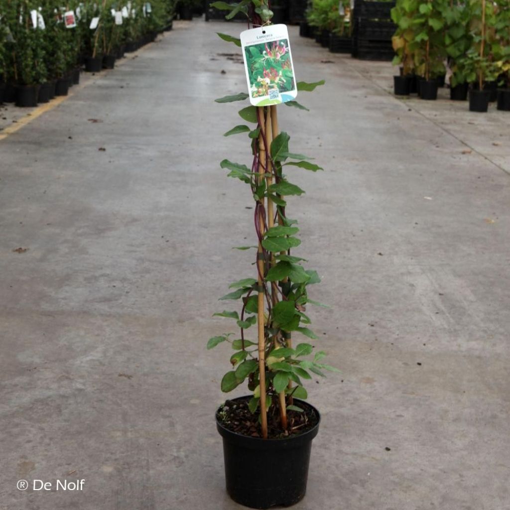 Lonicera periclymenum Belgica Select - Caprifoglio atlantico