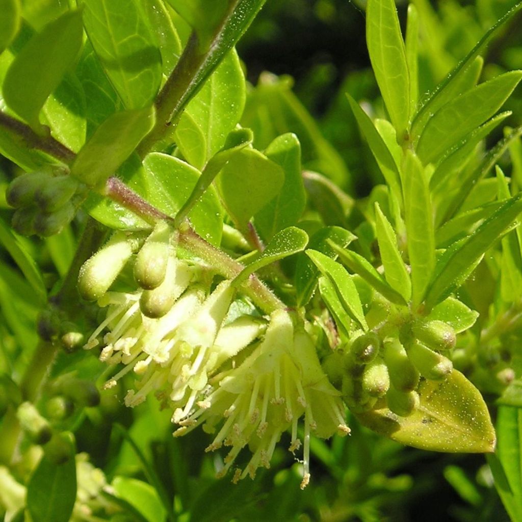 Lonicera pileata - Caprifoglio a cupola