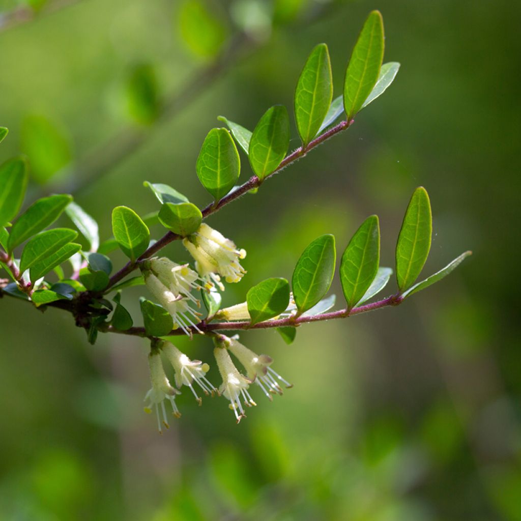 Lonicera pileata - Caprifoglio a cupola