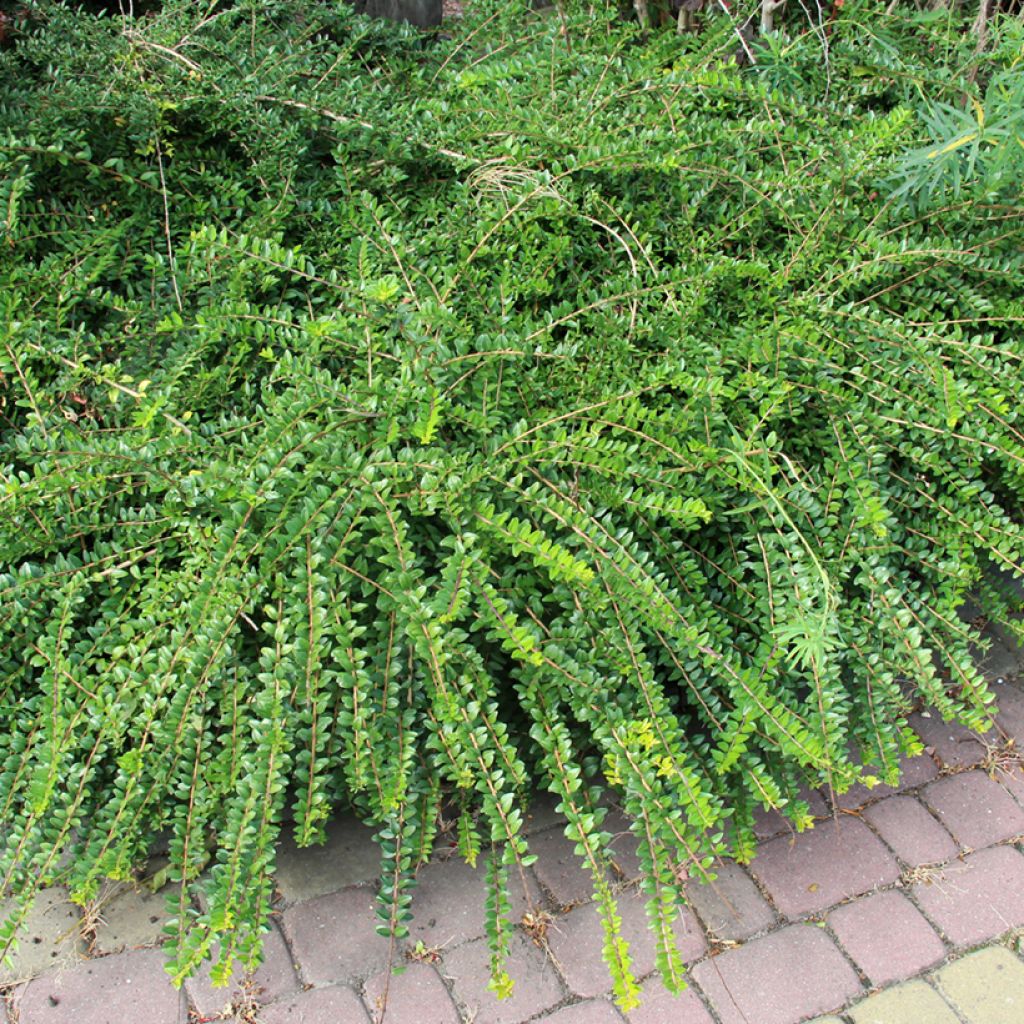 Lonicera pileata - Caprifoglio a cupola