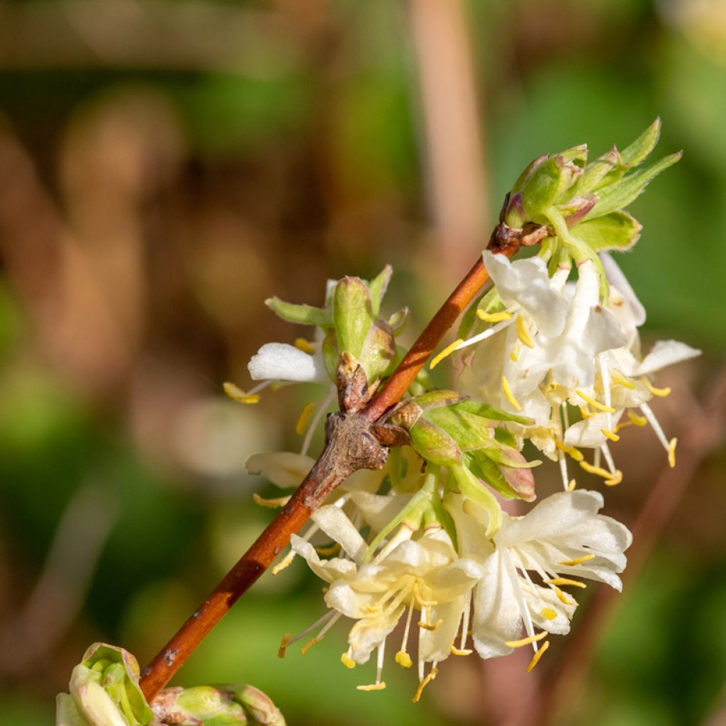 Lonicera purpusii Winter Beauty - Caprifoglio