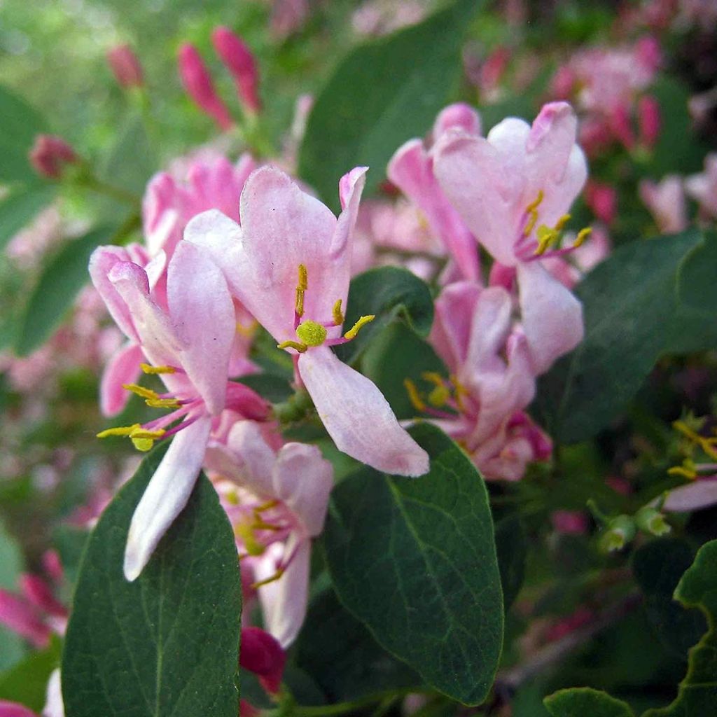 Lonicera tatarica - Caprifoglio dei Tatari